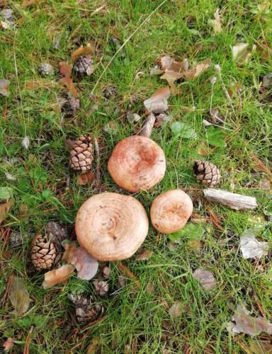 three mushrooms and pine cones on the grass at Hotel Virginia R.H. in Vinuesa