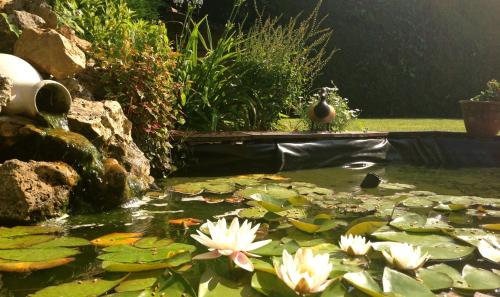 a bird sitting on top of a pond with water lilies at Chambres La Guignardais in Lamballe