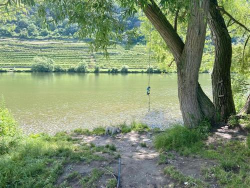 a dog sitting next to a tree next to a lake at Lieblingsplatz Koblenz in Koblenz
