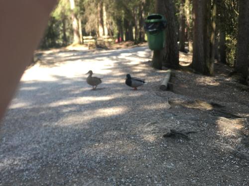 two ducks walking down a road with a trash can at LakeSide Apartments Seefeld in Seefeld in Tirol