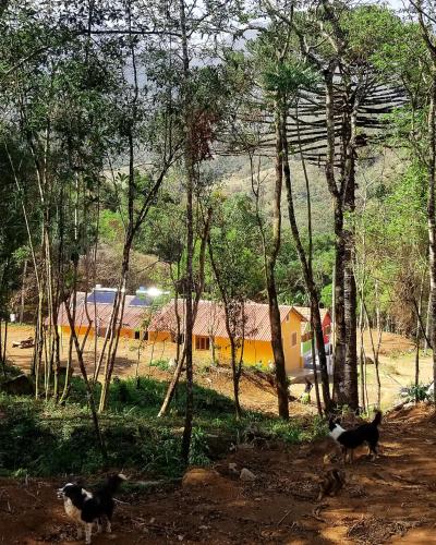 um grupo de gatos andando por uma floresta de árvores em IVOS Hostel & Camping em Itanhandu