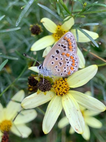 a butterfly sitting on top of a yellow flower at Il Mulino di Valeria in Canzo