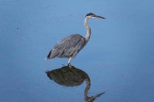 a bird standing in the water with its reflection at Sunlight Beach Shoreline in Clinton