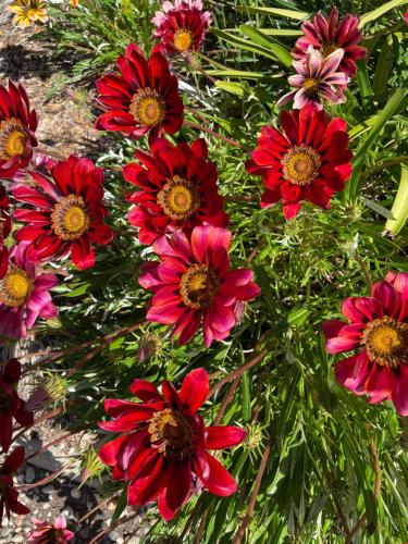 a group of red flowers in a garden at Byer Fountain Motor Inn in Holbrook