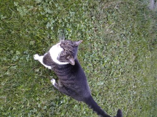 a black and white cat laying in the grass at Ferienwohnungen Obex in Mieders
