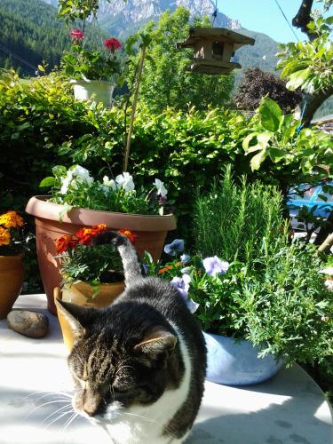 a cat is standing next to some potted plants at Ferienwohnungen Obex in Mieders