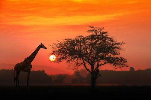a giraffe standing next to a tree at sunset at Manzini Chalets in St Lucia