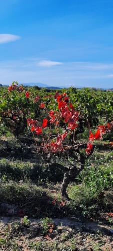 a bush with red flowers in a field at Le Coq du Nord - Mailhac Gîte et Chambres d'Hôtes in Mailhac