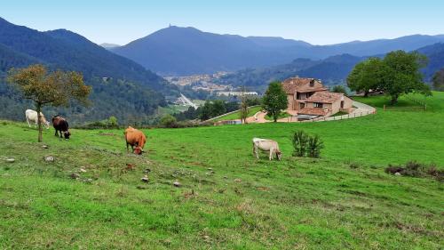 a group of cows grazing on a field of grass at El Guitart - Turisme Rural in Ripoll