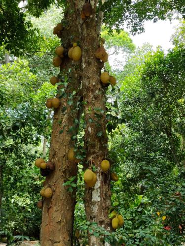 Taman di luar Pousada Boutique Sitio das Jaqueiras-Vista Rio Mar