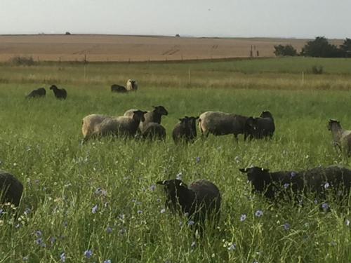 a herd of cows grazing in a field of grass at Munkagården Bed & Breakfast in Svalöv