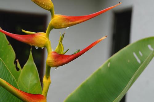 a couple of red and yellow flowers on a plant at Skale Peregrino in Choachí