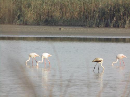 Animales en el departamento o alrededores