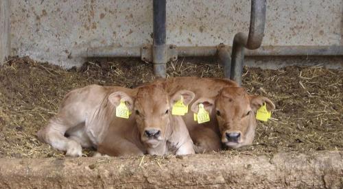 two cows laying in the hay with tags in their ears at Binterhof in Castelrotto
