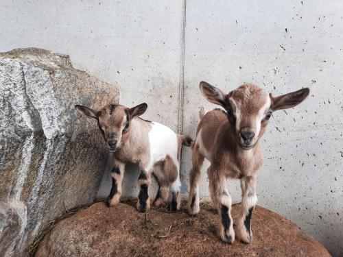 two baby goats standing on top of a rock at Binterhof in Castelrotto