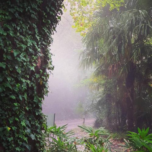a misty path in the jungle with palm trees at Winterton Country Lodge @ Rose Cottage in Winterton