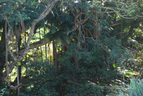 a forest of trees with a fence in the background at Pengelly's Boutique Private Residence in Buderim