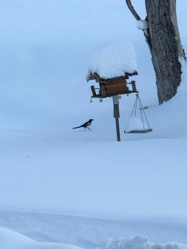 a bird standing in the snow next to a tree at Magnifique Maison près du centre in Nendaz