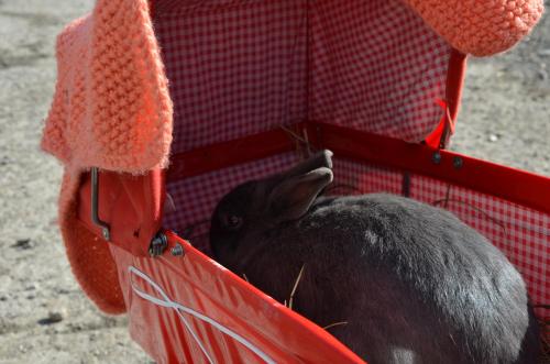 a black rabbit sitting inside of a red cage at Ausserwegerhof in Anterselva di Mezzo