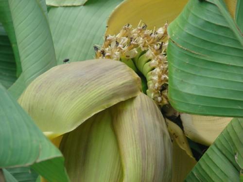 a close up of a banana plant with a flower at L'Ancien Presbytère Chambres D'hote ou Gite in Le Dorat
