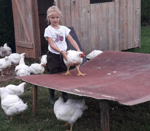 a little girl sitting on a table with chickens at Beim Heiß'n in Staudach-Egerndach