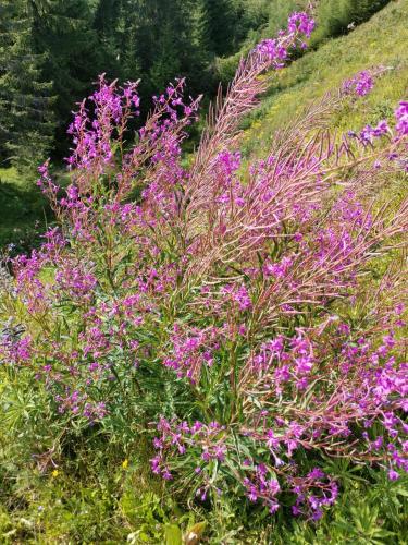 a bunch of purple flowers on a hill at Ferienwohnungen Hebalm in Pack