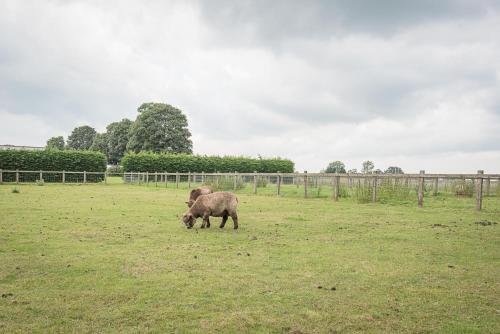 two sheep grazing in a field of grass at Grove Farm Bungalow with swimming pool, Dallinghoo in Woodbridge