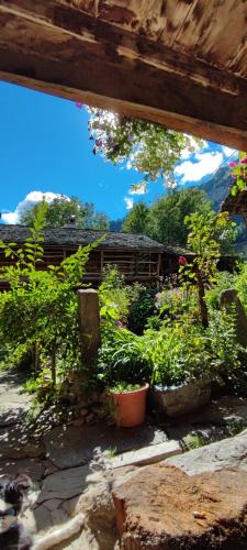 a view of a garden with plants and trees at Agriturismo Alagna in Alagna Valsesia