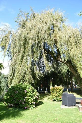a large weeping willow tree in a park at GITE MAEN ROCH in Val Couesnon