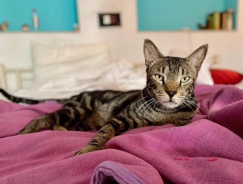 un gato tirado en una manta morada en una cama en Inn Seventh Heaven en Pushkar