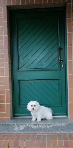 a white dog sitting in front of a green door at Ferienwohnungen Kleinräschen in Großräschen