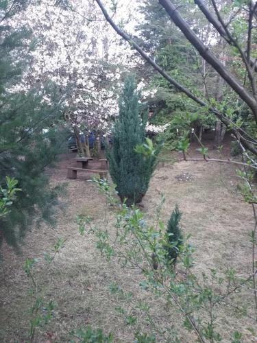 a christmas tree in a yard with a bench at Nido del Quetrupillan Domo Geodésico in Curarrehue