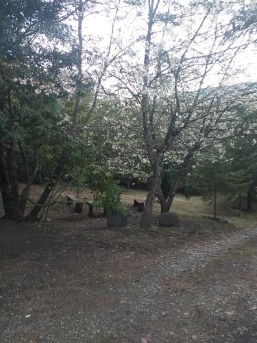 a group of trees and rocks in a field at Nido del Quetrupillan Domo Geodésico in Curarrehue