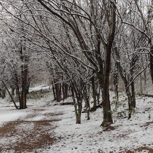 a snow covered path in a forest with trees at Complejo Megevand in Río Ceballos