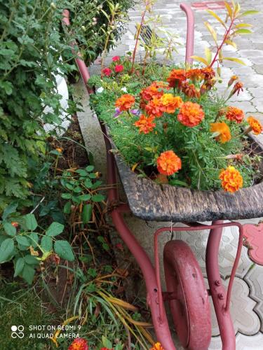 a garden cart with orange flowers in it at Guest House Vila Banjica in Pirot
