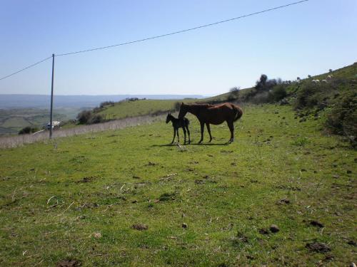 Imagen de la galería de Agriturismo Montealma, en Nulvi