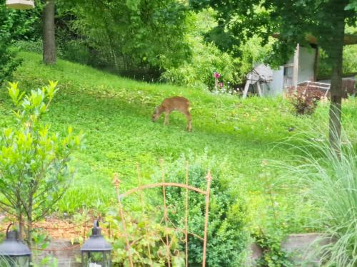 a deer grazing in the grass in a yard at Ferienwohnung Hornig Zwei Terrassen, Parkplatz, separater Eingang in Sulzfeld am Main
