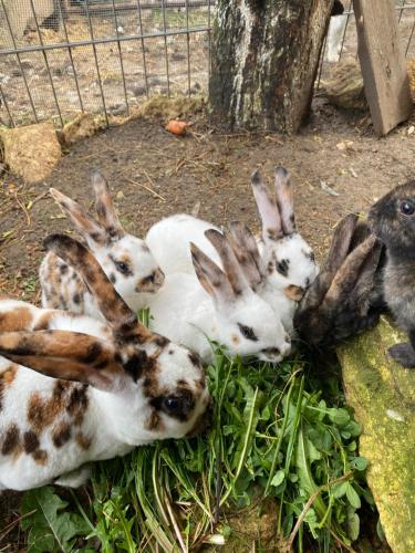 a group of rabbits laying on the ground eating grass at Polana in Lipowiec