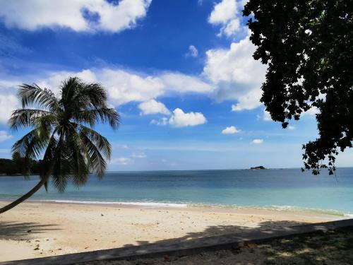 a palm tree on a beach with the ocean at Little Heaven by Sky Hive, A Beach Front Bungalow in Tanjung Bungah