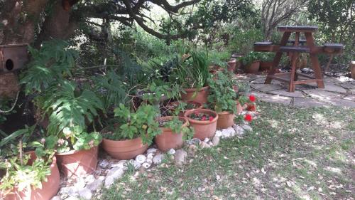 a bunch of plants in pots in a garden at Gogo's garden apartment in Pringle Bay