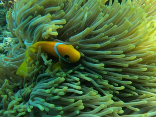 a clown fish in an anemobicylum at Dhangethi INN in Dhangethi