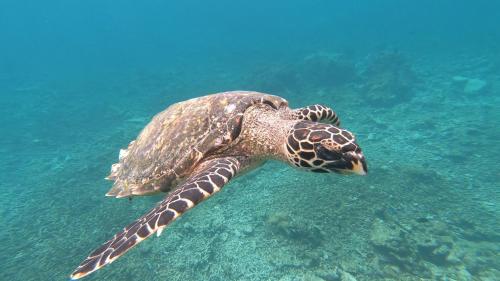 a green sea turtle swimming in the water at Dhangethi INN in Dhangethi