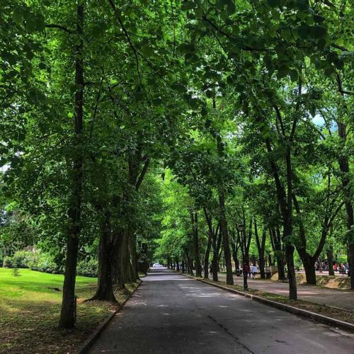a tree lined road in a park with a lot of trees at Apartman Pegasus in Vrnjačka Banja