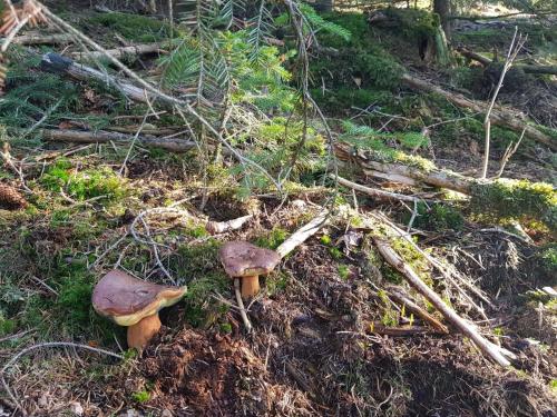 two mushrooms on the ground in a forest at Apartment Deluxe, inklusive WLAN, Parkplatz und Netflix in Schleiden