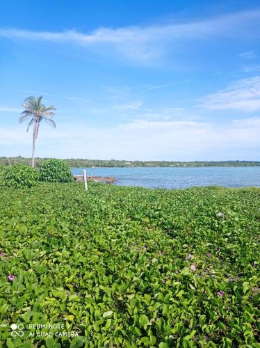 a field with a palm tree and a body of water at HOSTAL BELLEZA TROPICAL in Moñitos