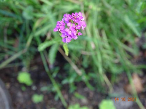a purple flower is growing in the grass at TUUS in Dishoek in Dishoek