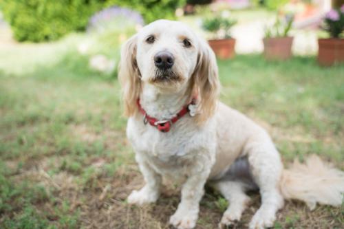 a white dog sitting on the grass in the yard at Sunny Garden in Zánka