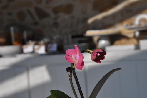 a pink flower in front of a table at Residenza Amblingh in Vasto