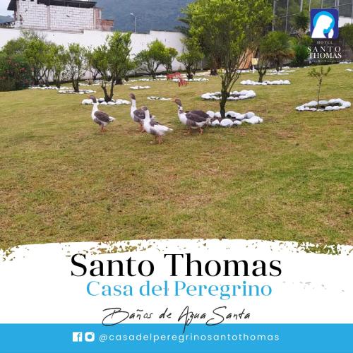 a group of birds standing in a grass field at Casa del Peregrino Santo Thomas in Baños