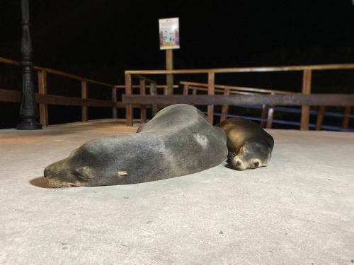 a seal laying on the ground on the floor at La Peregrina Galapagos B&B in Puerto Ayora